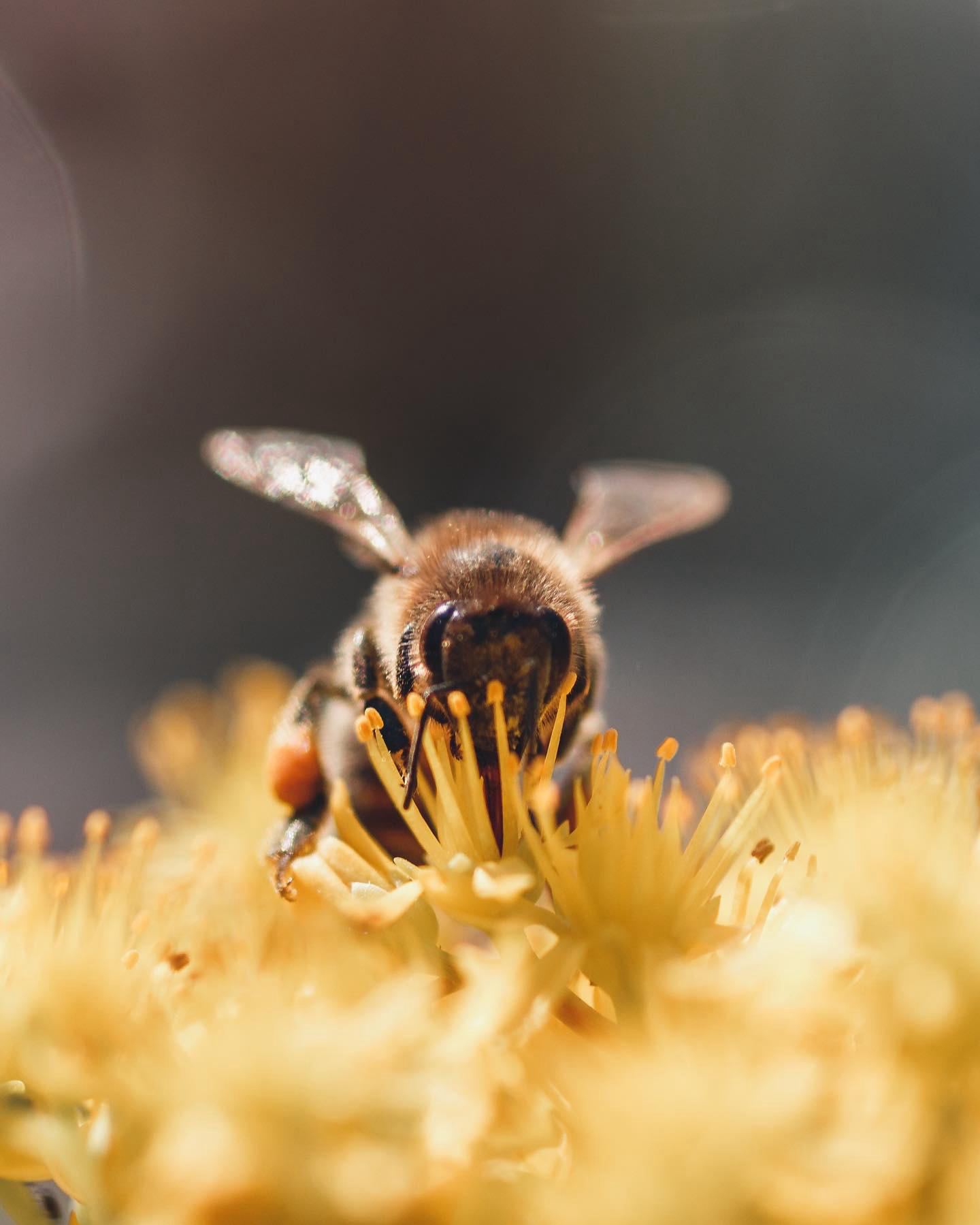 Guerlain - As part of the #GuerlainForBees initiative, Guerlain is committed to protecting the futur